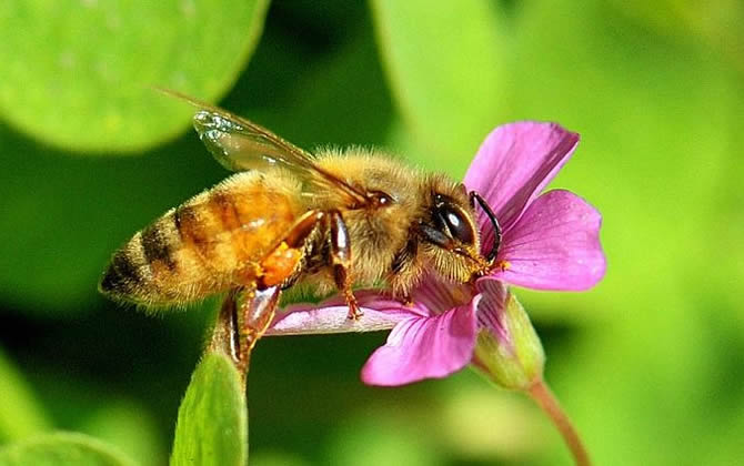 搖蜜機(jī)的自制方法「中華養(yǎng)蜂」