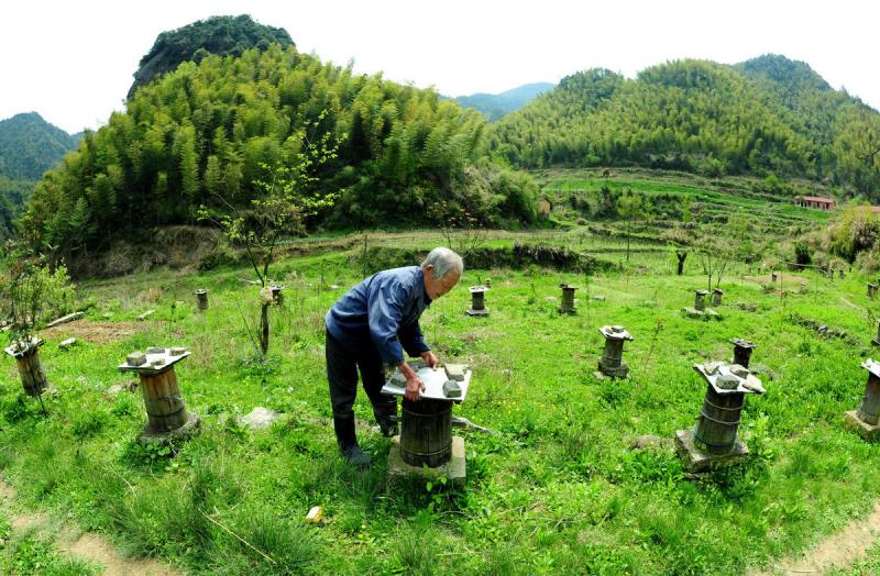 冬天蜜蜂結團近距離搬遷有回蜂嗎？該注意哪些問題？