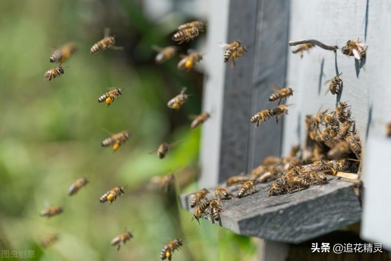 如果蜜蜂有思想，還會勤勞嗎？看工蜂勞動的動力，論養(yǎng)蜂人的是非