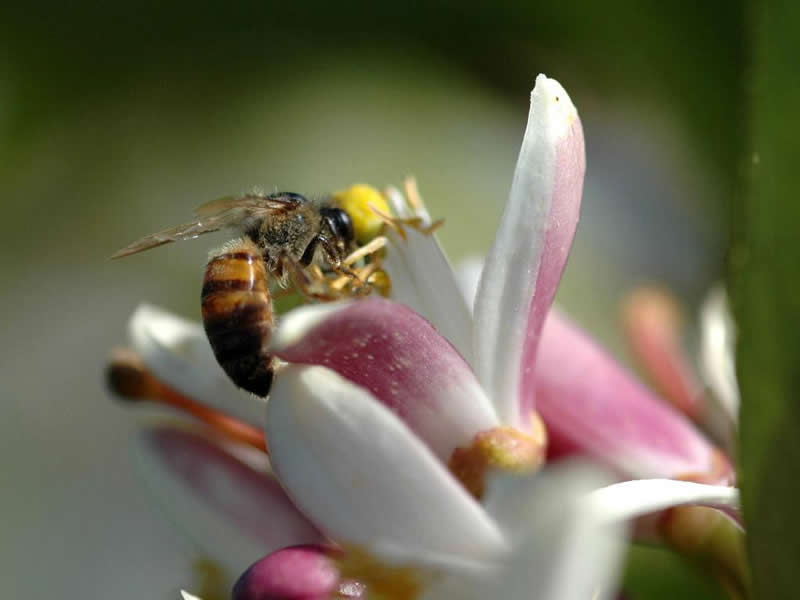 卡尼鄂拉蜂（卡蜂）