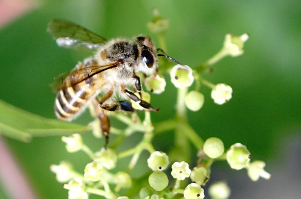 中華蜜蜂（中蜂、土蜂）