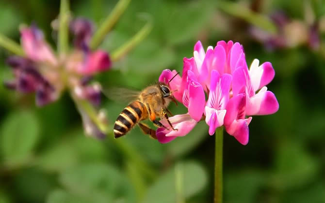 新手養(yǎng)蜂有哪些禁忌？