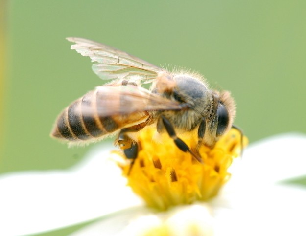 蜜蜂分為哪幾種類(lèi)型（蜜蜂一共有幾種類(lèi)型）