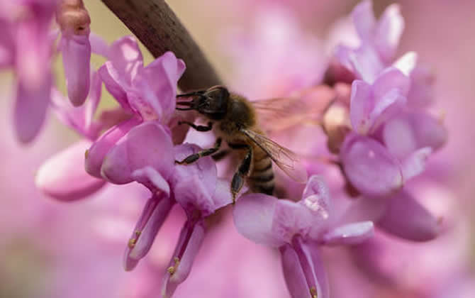 新手如何養(yǎng)蜜蜂？