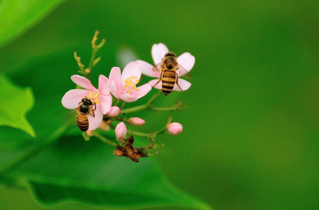 想養(yǎng)蜂從這些基礎(chǔ)做起（新手養(yǎng)蜂入門及注意事項(xiàng)）