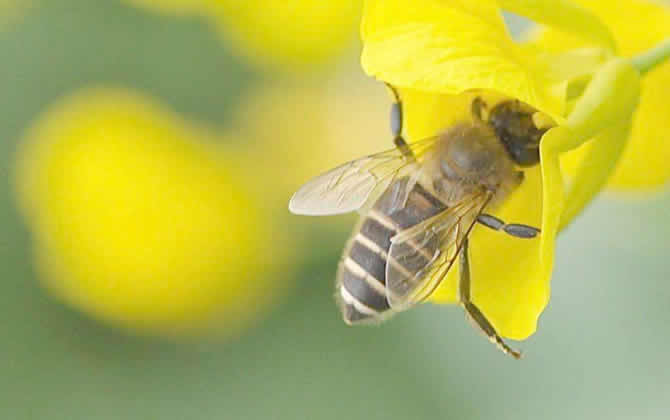 胡蜂蜂王死了的表現(xiàn)（蜂王死了怎么產(chǎn)生新蜂王）