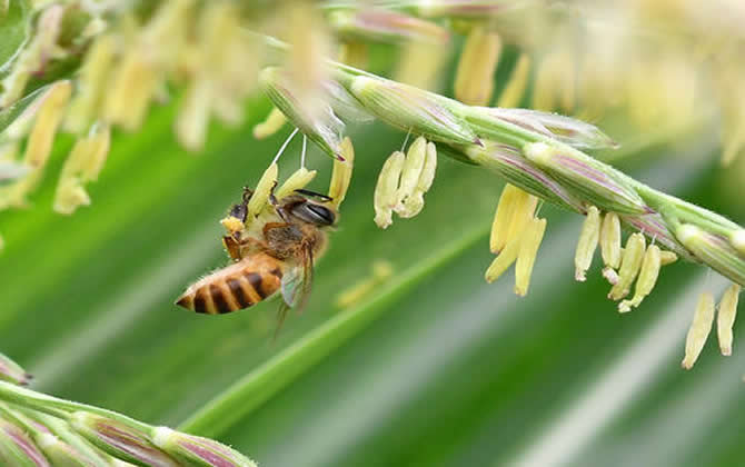 新手養(yǎng)意蜂好還是中蜂好？