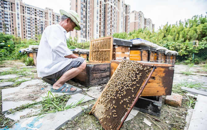 蜂王交尾不成功會(huì)飛嗎（蜂王出去交幾次尾能成功）