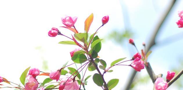 蜜蜂的花粉是干嘛用的（蜜蜂用花粉來干嘛）