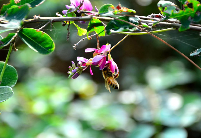 蜜蜂過箱不產(chǎn)卵（蜜蜂過箱成功表現(xiàn)）