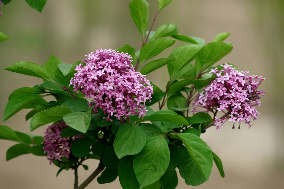 什么是蜜源植物？