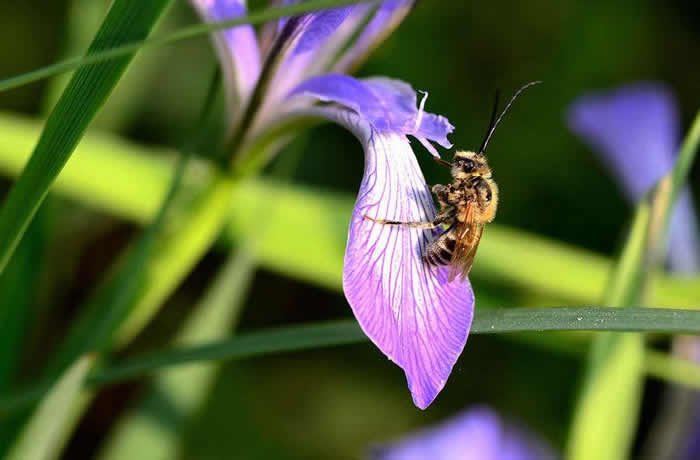 【蜜蜂知識(shí)】雄蜂卵和工蜂卵的區(qū)別？