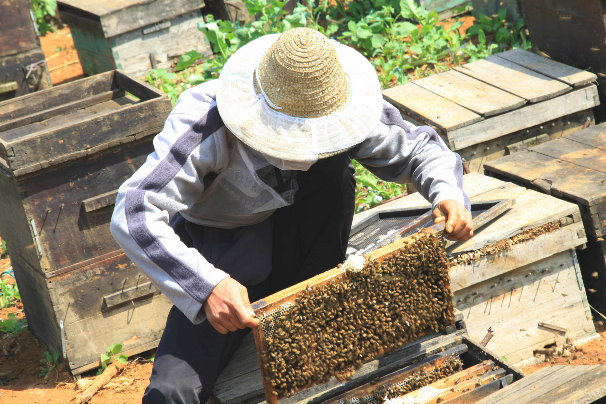 蜜蜂的養(yǎng)殖與管理技術(shù)（實用蜜蜂養(yǎng)殖新技術(shù)）